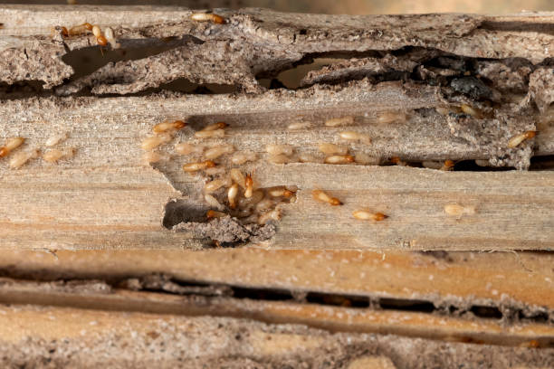 Trusted Foley, MN Pest Control Experts
